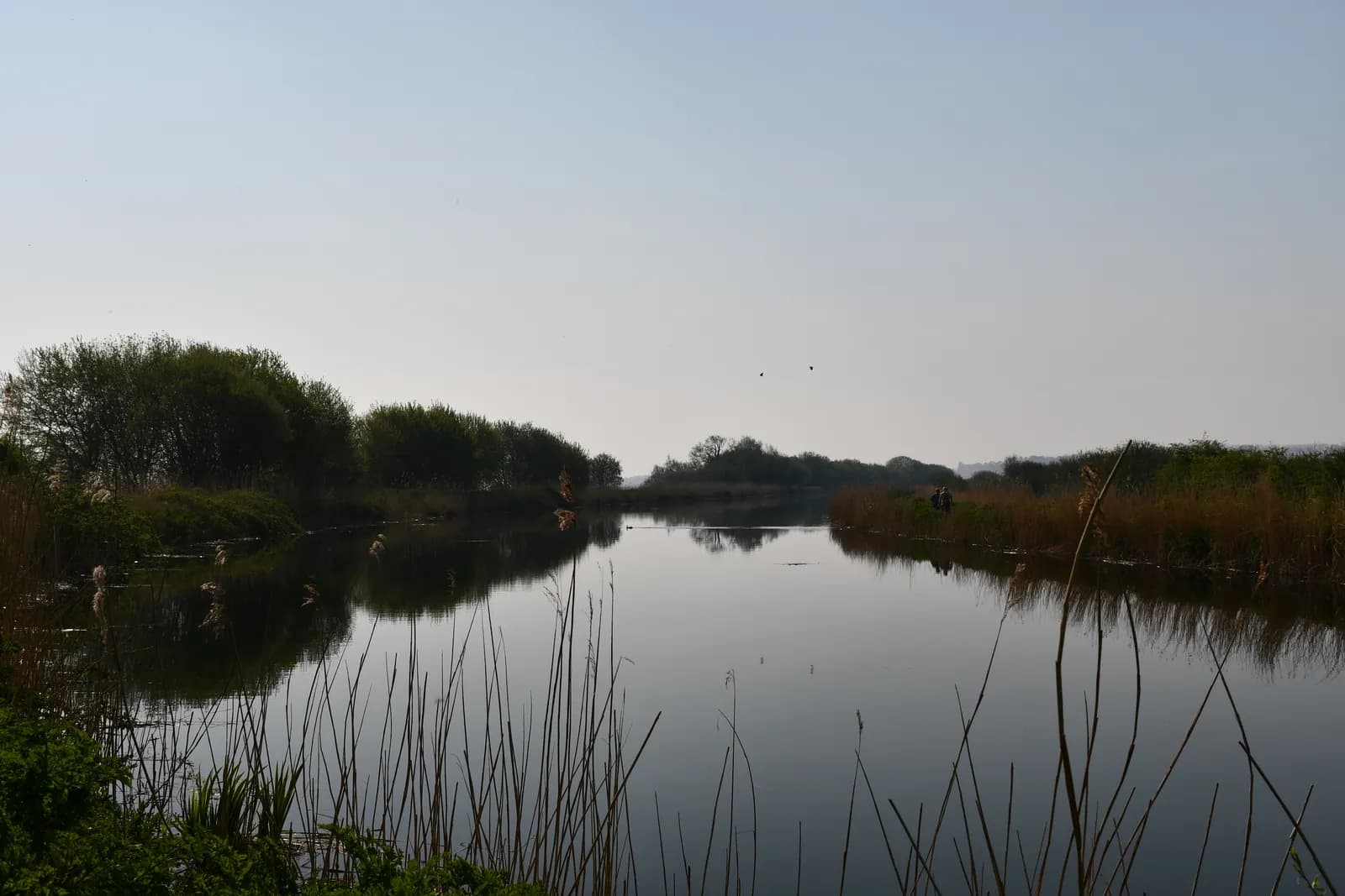 A tranquil lake surrounded by lush green trees and tall reeds on a clear day with a soft blue sky.