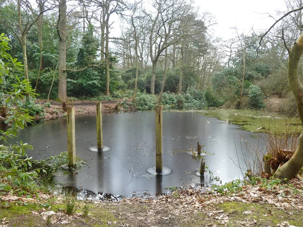 A frozen pond in a forest with three wooden posts sticking out of the ice.