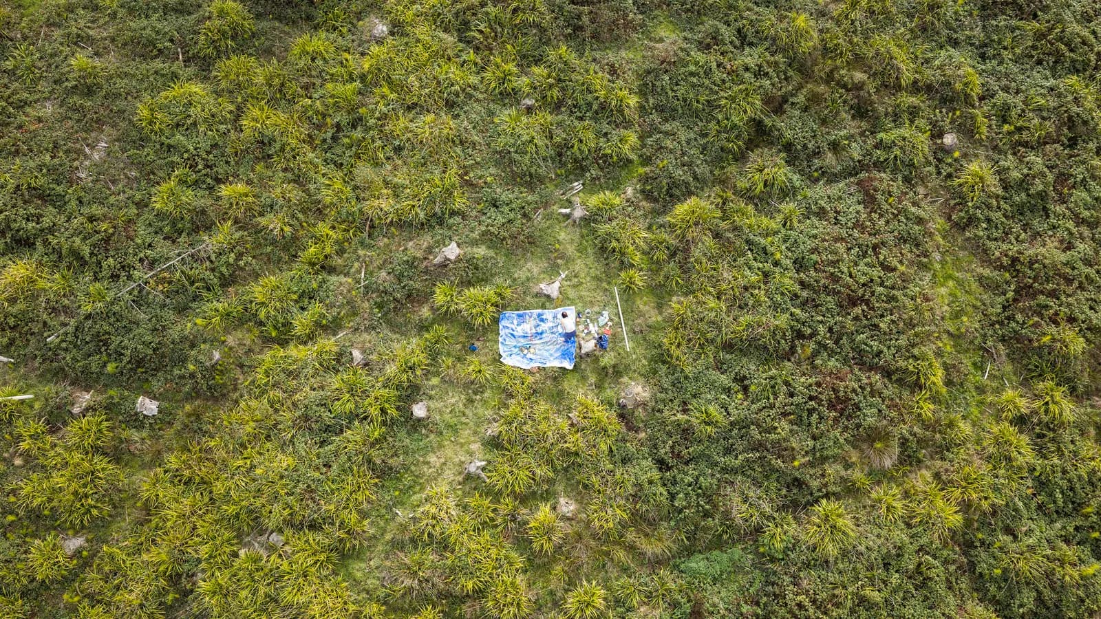 An aerial view of a person lying on a blue tarp surrounded by dense green vegetation.
