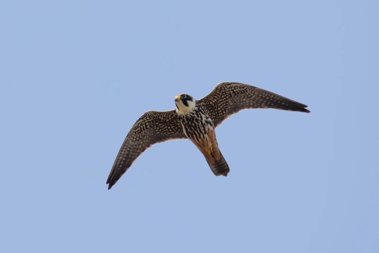A large bird with mottled brown and white feathers and a black head patch flies with its wings outstretched against a light blue sky.