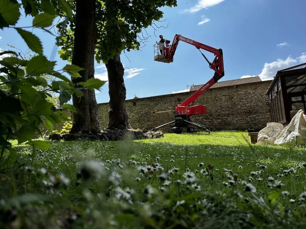 A red cherry picker with a person inside the basket extends towards the branches of a large tree in a grassy yard, with a stone wall and greenhouse in the background under a blue sky.