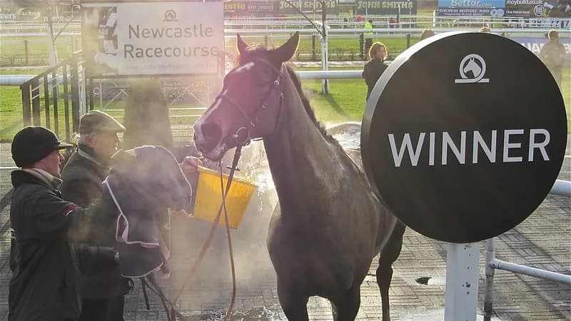 A horse being washed with water and steam rising after a race at Newcastle Racecourse, standing next to a round sign that says "WINNER."