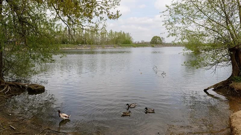 A wide shot of a tranquil lake with several ducks swimming in the foreground, framed by lush green trees on either side.