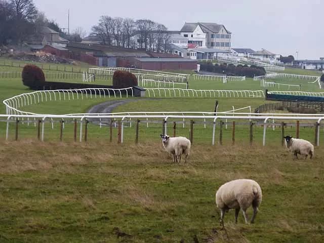Three sheep graze in a green pasture with white fences leading to a race track and buildings in the background.