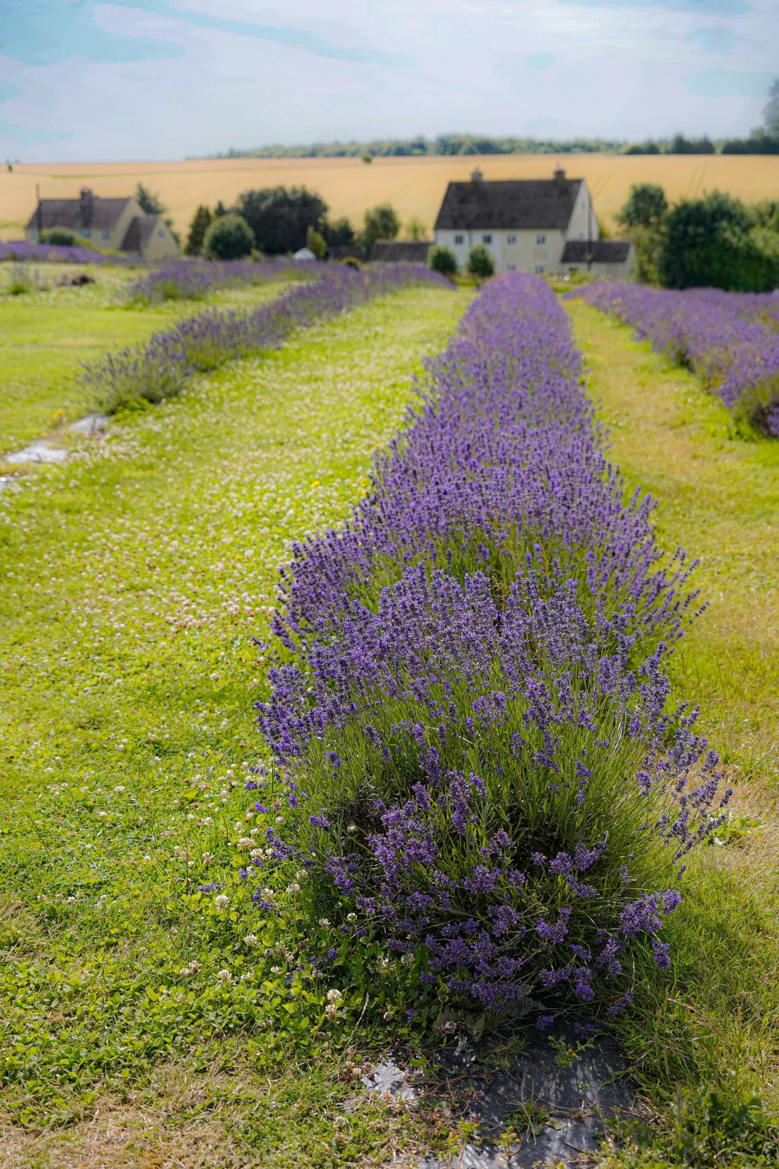 A field of vibrant purple lavender rows stretching towards a distant farm house under a partly cloudy sky.