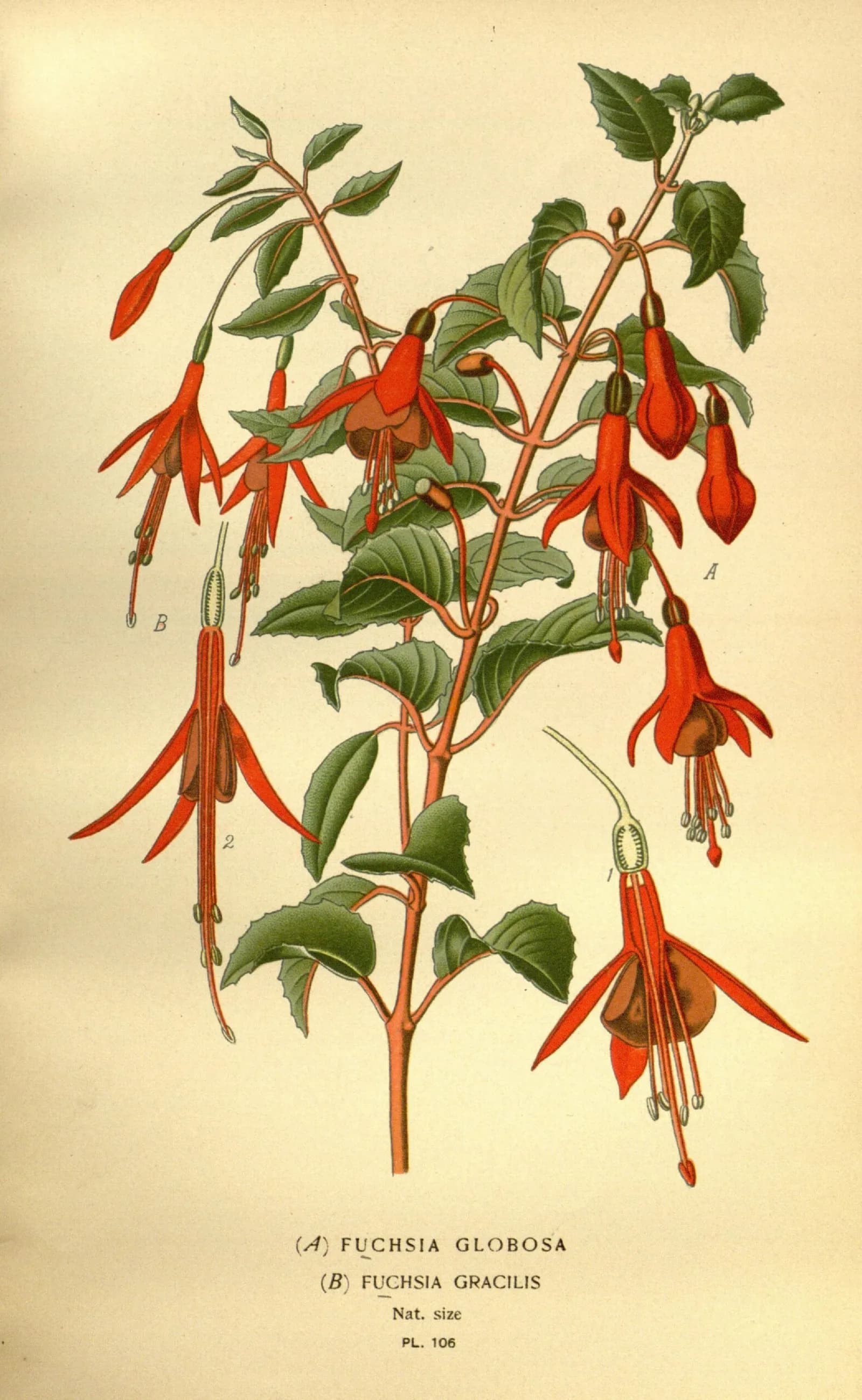 A botanical illustration shows several vibrant red fuchsia flowers with green leaves on a light background, detailing Fuchsia Globosa and Fuchsia Gracilis.