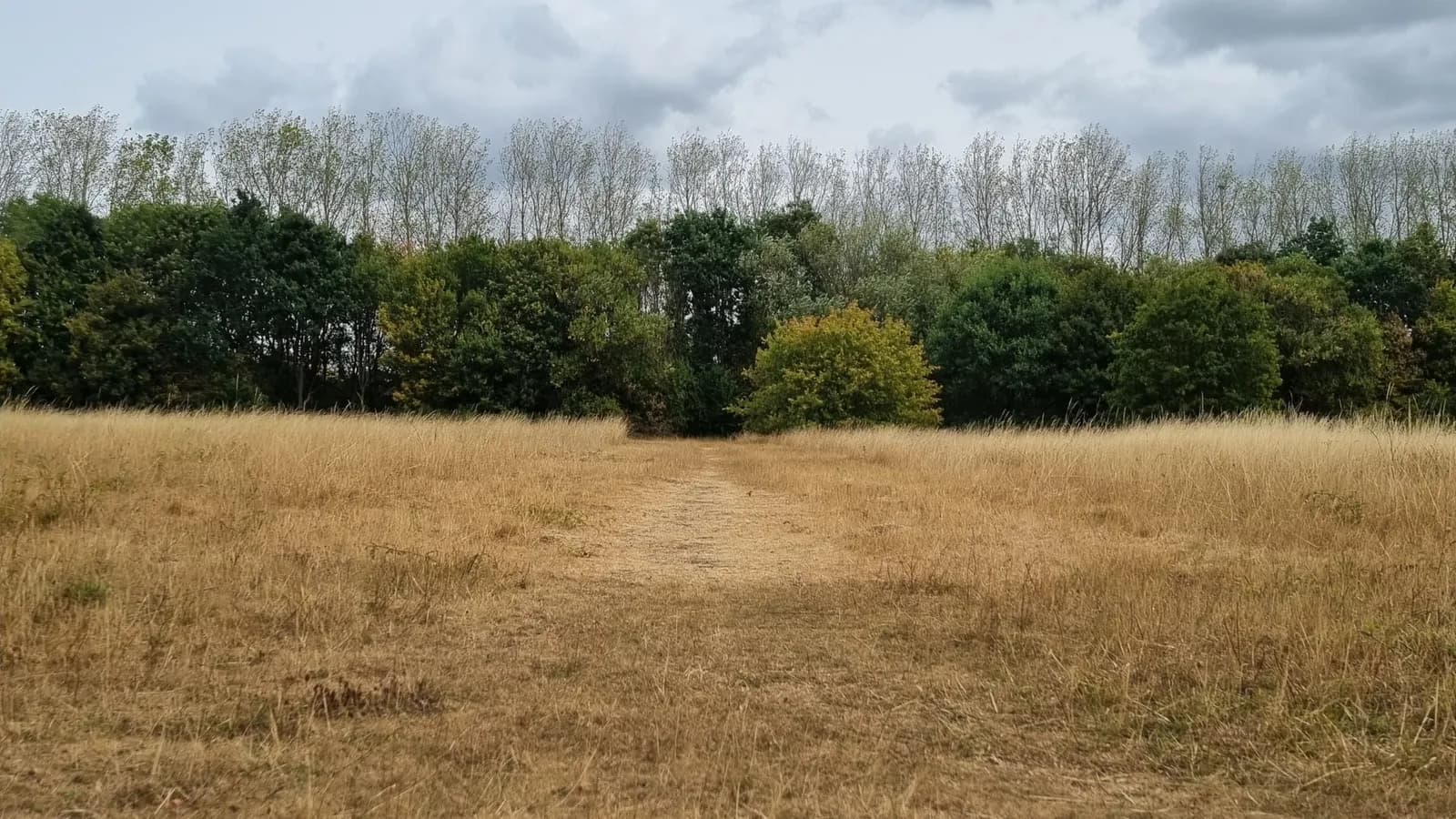 A path through a field of dry, golden grass leading towards a dense line of trees under an overcast sky.