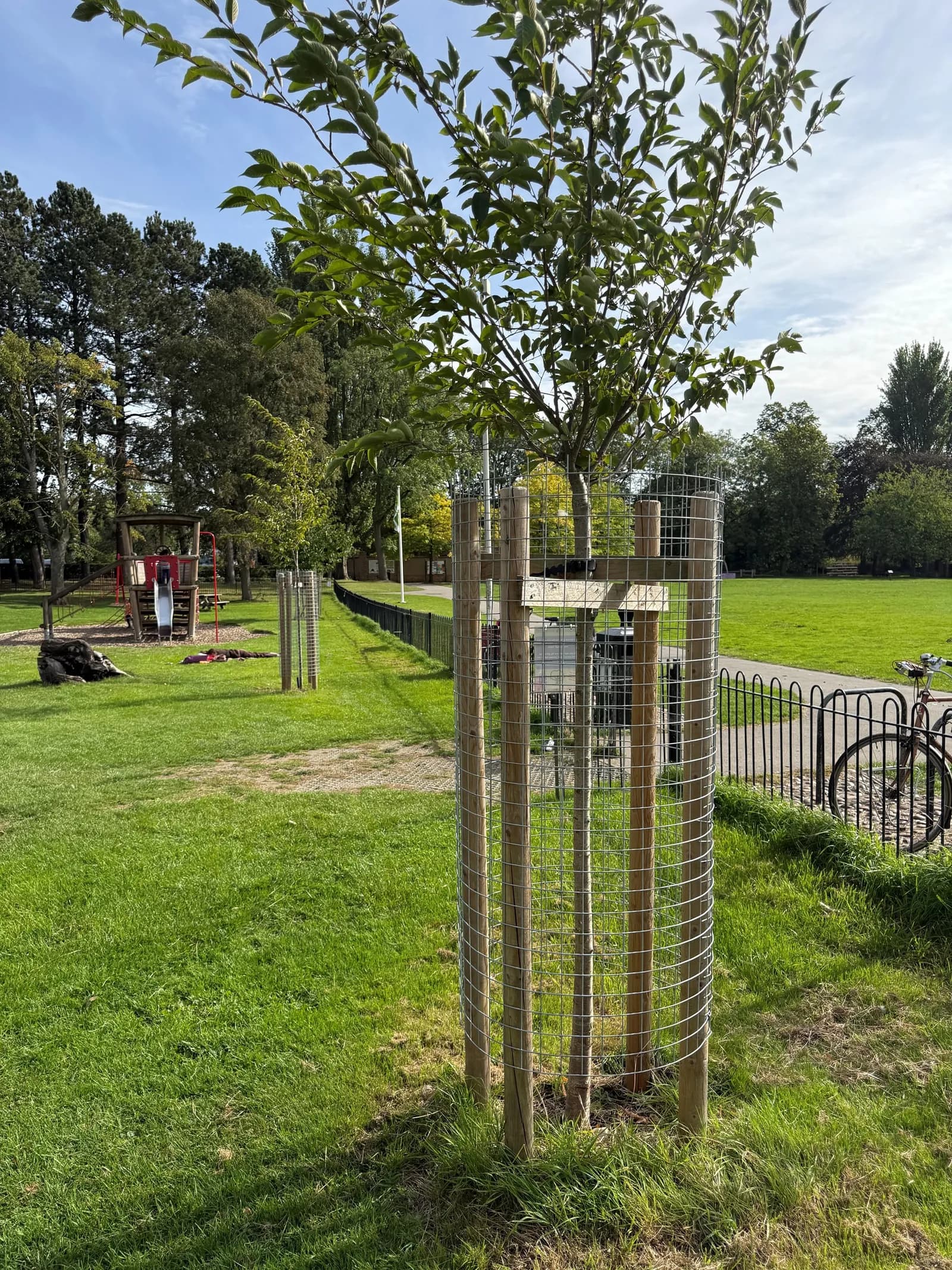 A newly planted tree with a protective wooden and wire cage, surrounded by green grass in a park with a distant playground.