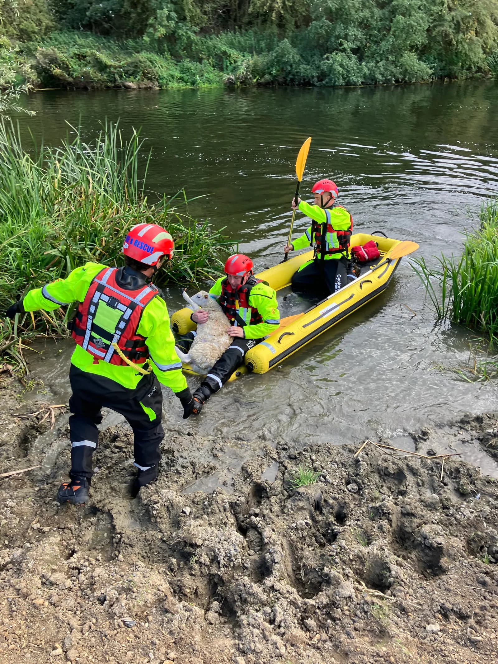 Rescue workers in bright yellow and black suits and red helmets save a sheep from a muddy riverbank, one holding the sheep in an inflatable yellow raft while another stands in the mud.