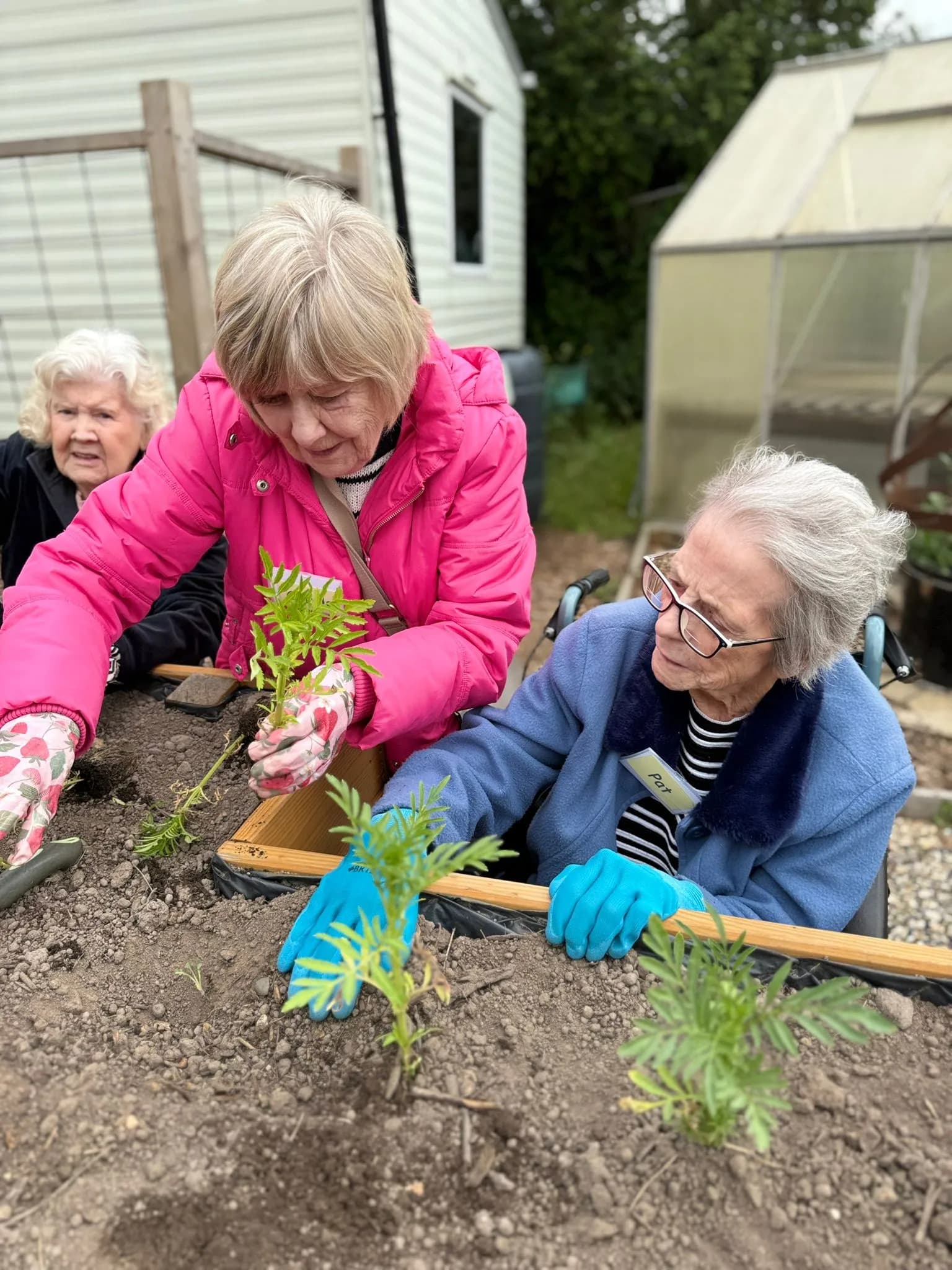 Three elderly women, two of whom are planting small green seedlings in a raised garden bed, with one woman in a wheelchair.