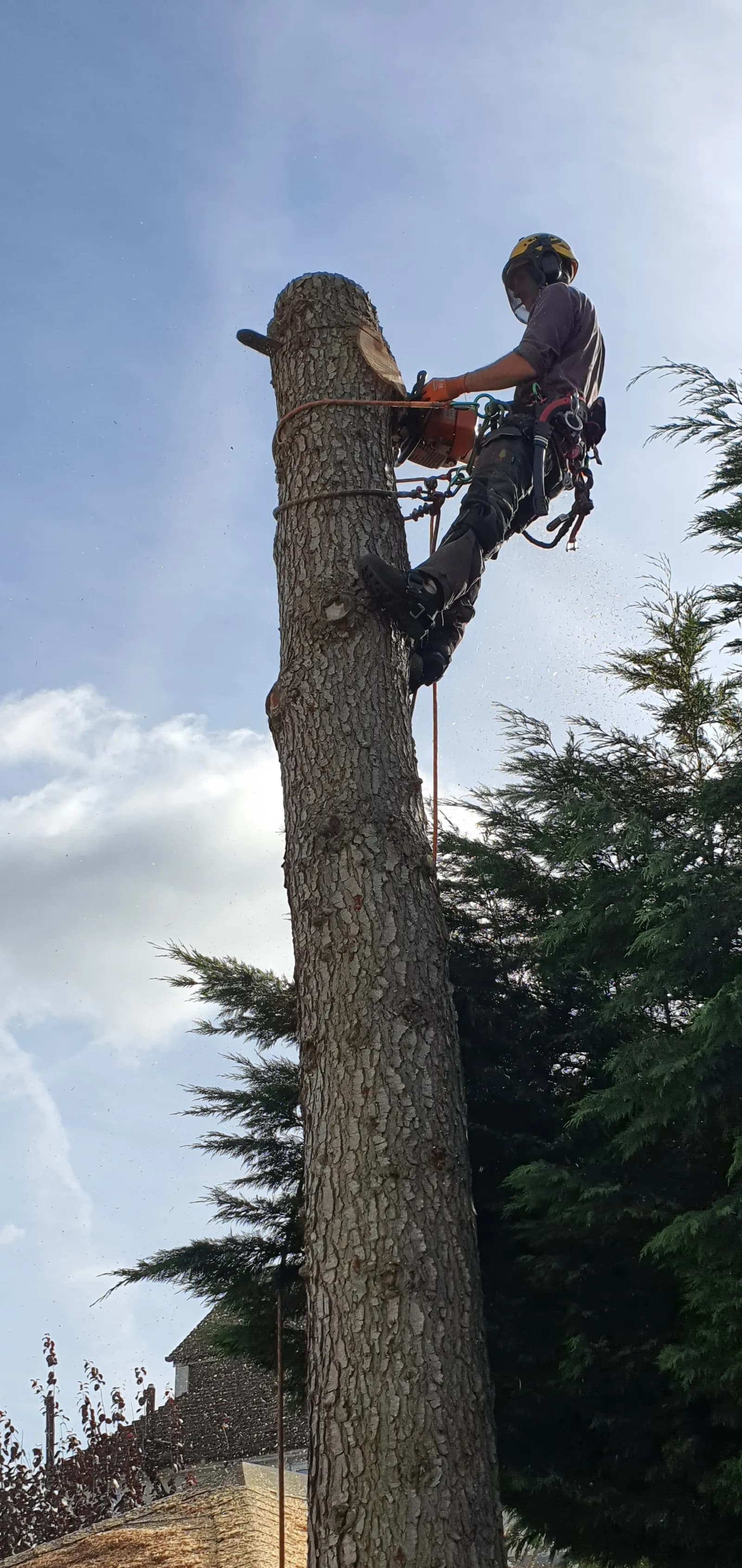 An arborist wearing a helmet and safety gear is suspended high on a tree trunk, using a chainsaw to cut a section off the top of the tree against a bright sky.