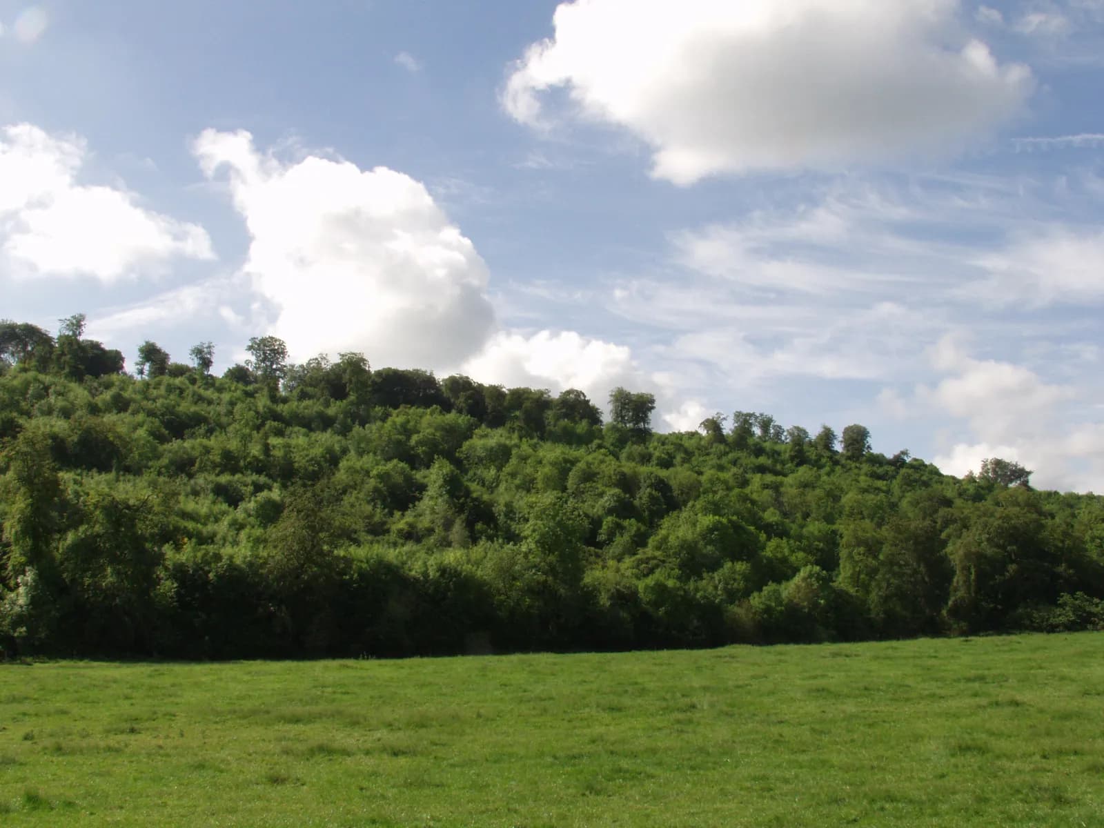 A lush green hillside covered with trees stretches across the horizon under a bright sky with fluffy white clouds.