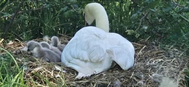 A mother swan is nestled in a large straw nest with several small, fluffy grey cygnets huddled beside her.