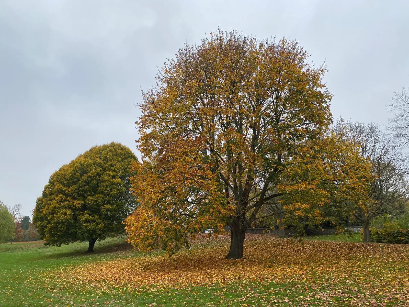 A large tree with vibrant golden and orange leaves stands in the center of a grassy field covered in fallen autumn leaves, with another green tree to the left and a bare tree in the background under a cloudy sky.
