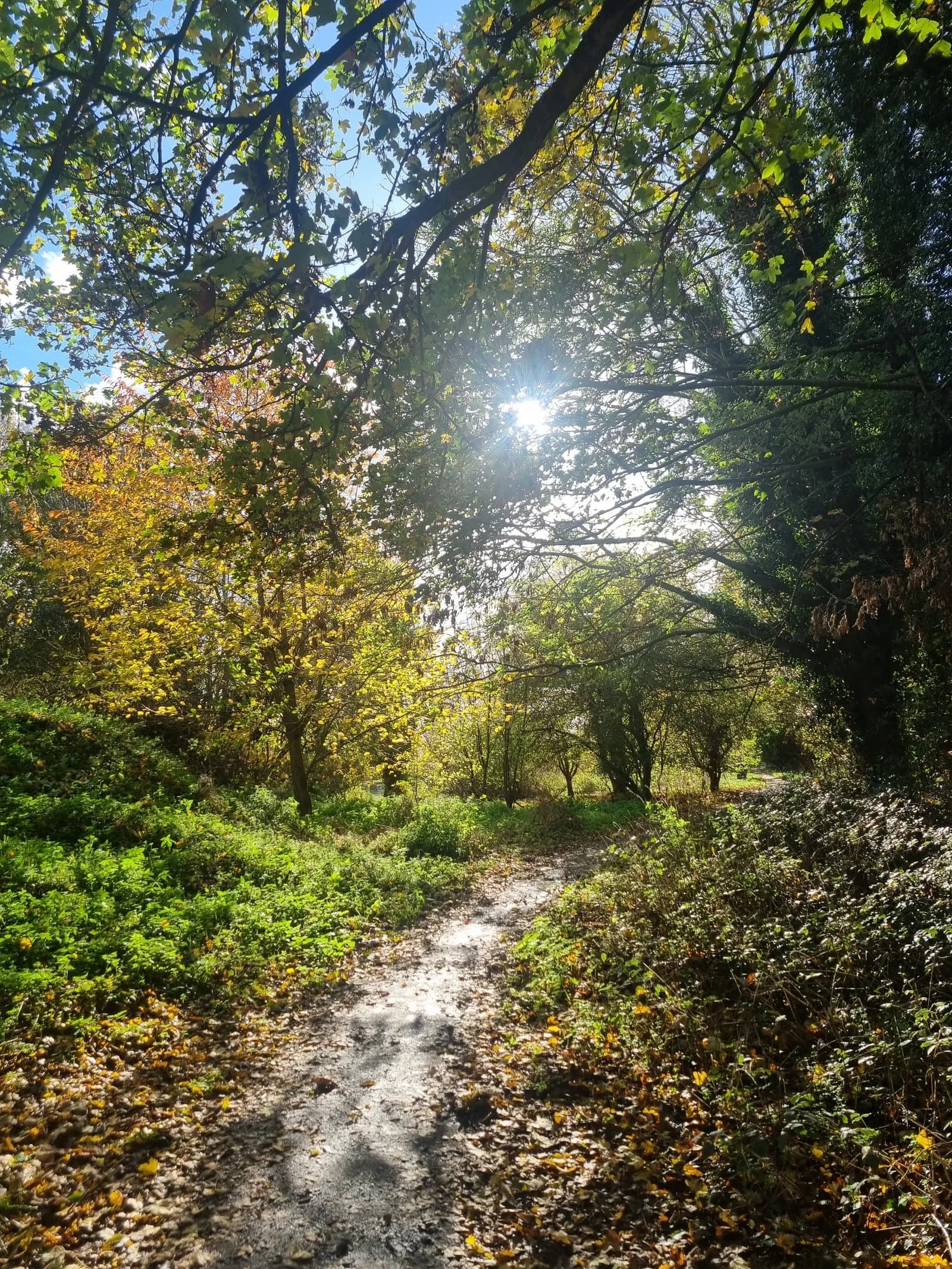 A sun-drenched path winds through an autumn forest with vibrant green and yellow foliage.