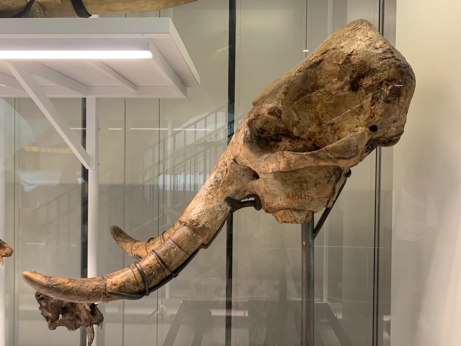 A fossilized skull and tusks of a proboscidean, possibly an elephant or mammoth, are displayed on a stand in a museum.