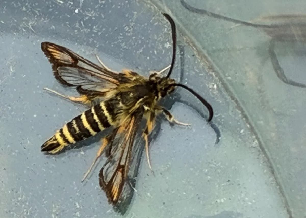 A close-up of a striped hawk-moth on a blue surface, showing its fuzzy body, clear wings with dark veins, and long antennae.