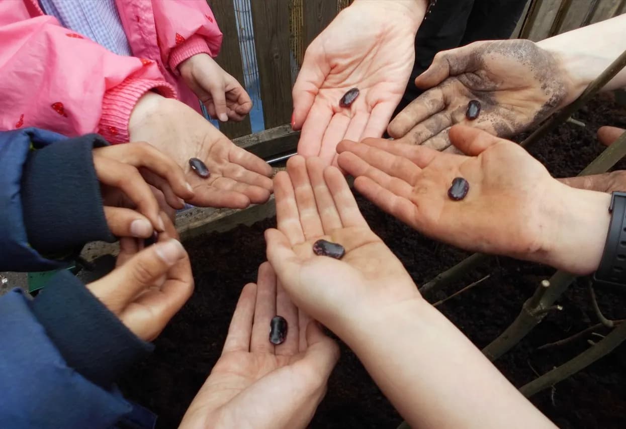 Multiple hands of various ages hold large, dark bean seeds, some hands smudged with dirt, poised over a soil bed.
