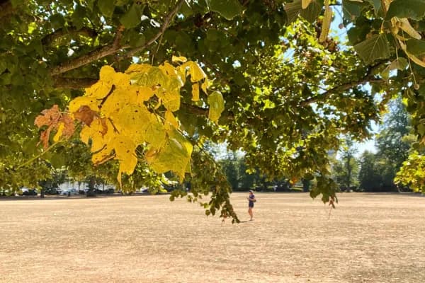 A person stands alone in the middle of a large, dry, grassy field, framed by tree branches with green and yellow leaves hanging down from the top and sides.