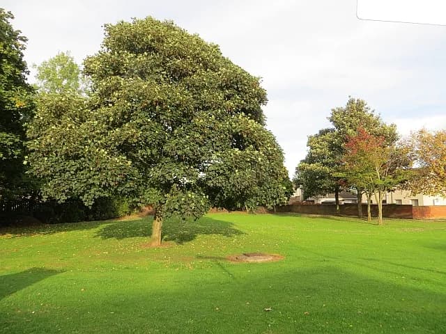 A large, leafy tree with dense green foliage stands prominently in a grassy park, casting shadows on the lawn.