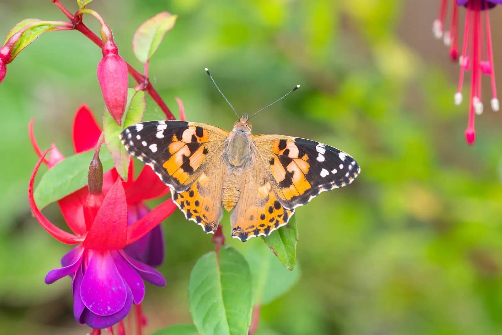 A painted lady butterfly with orange, black, and white markings rests on a bright pink and purple fuchsia flower, with a soft green background.