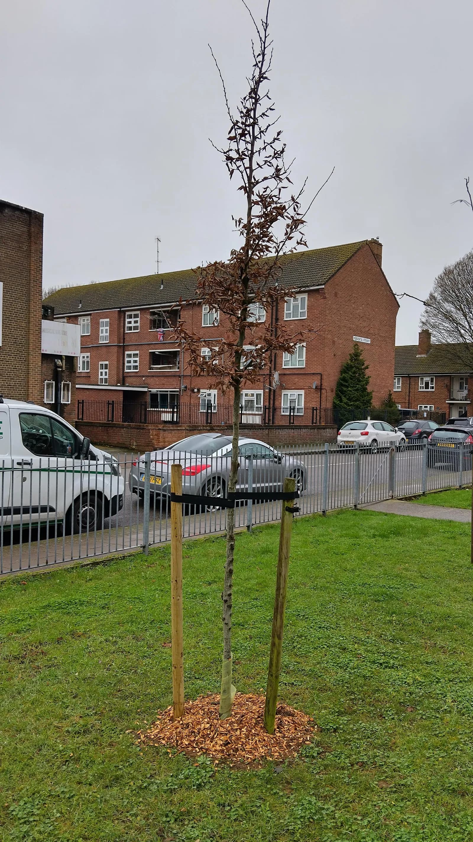 A young tree with sparse brown leaves stands in a grassy area with wooden stakes for support, in front of a metal fence, cars, and a large brick apartment building.