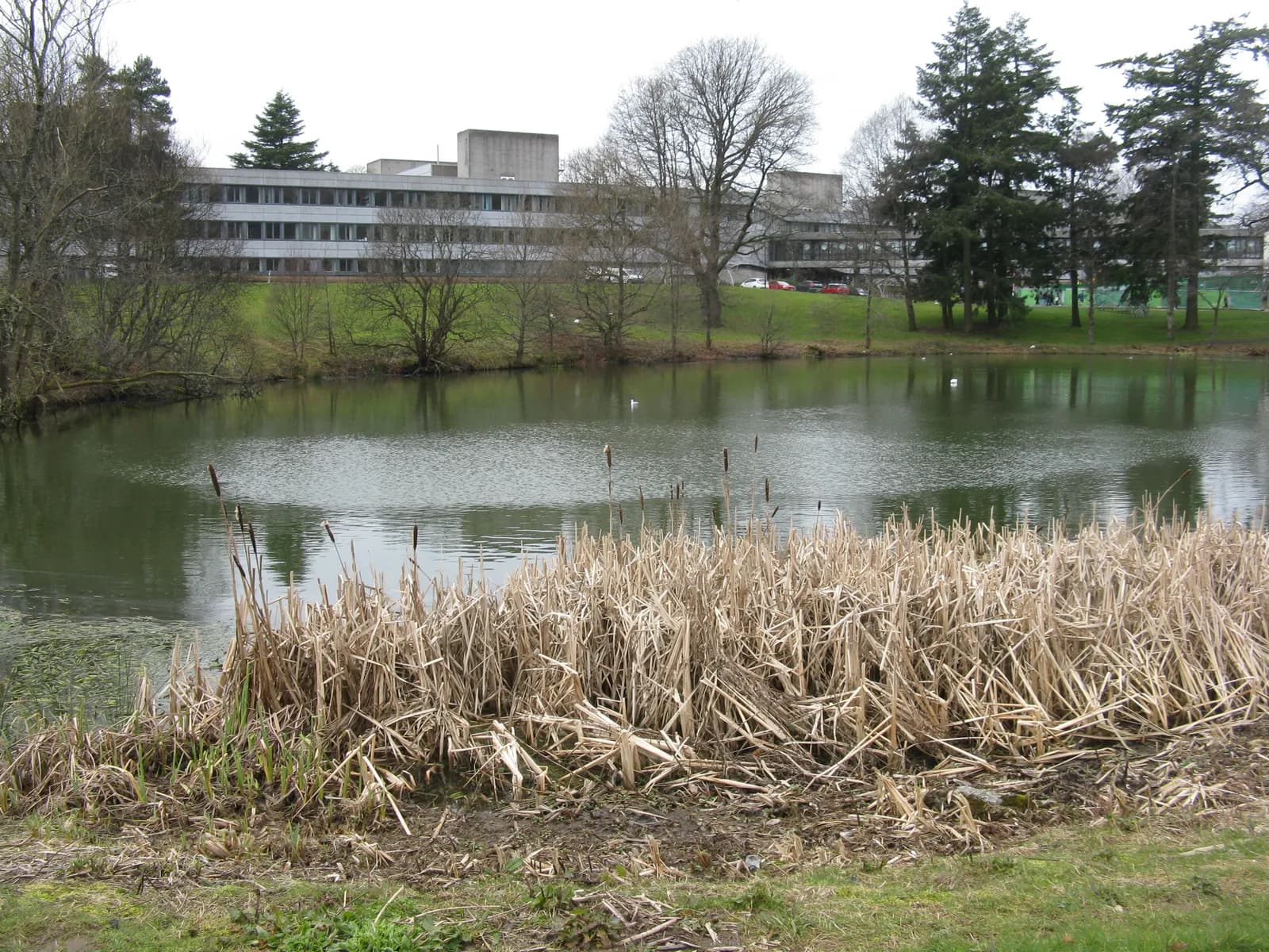 A pond with dry reeds in the foreground, and a modern building on a grassy hill in the background under a cloudy sky.