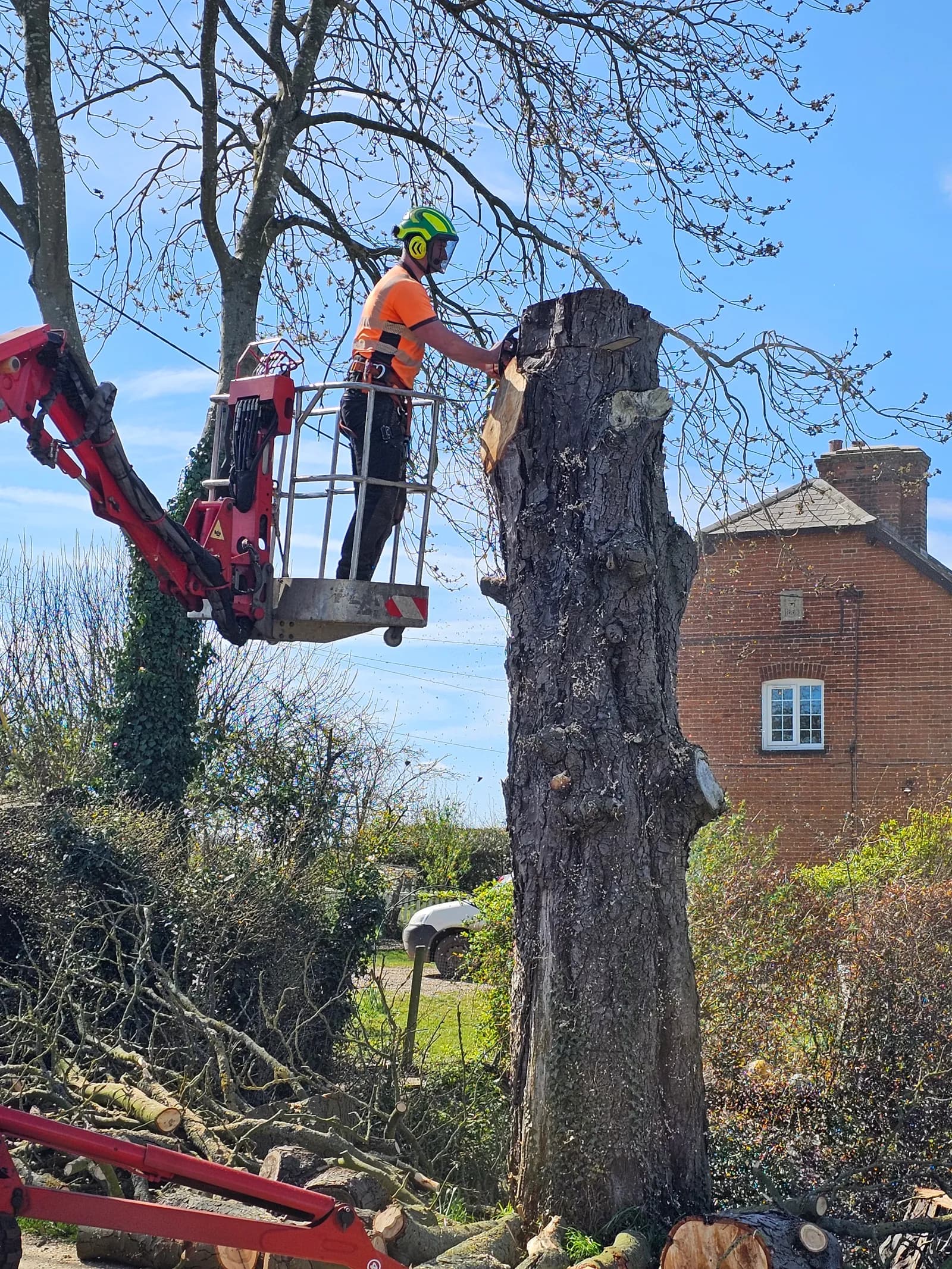 A man in safety gear operates a chainsaw from a raised platform, cutting down a large tree trunk.