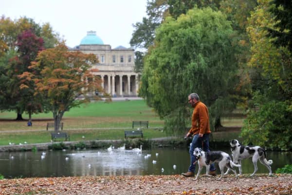 A man walks two dogs near a pond with swans and ducks in a park with a large building with columns and a blue dome in the background.