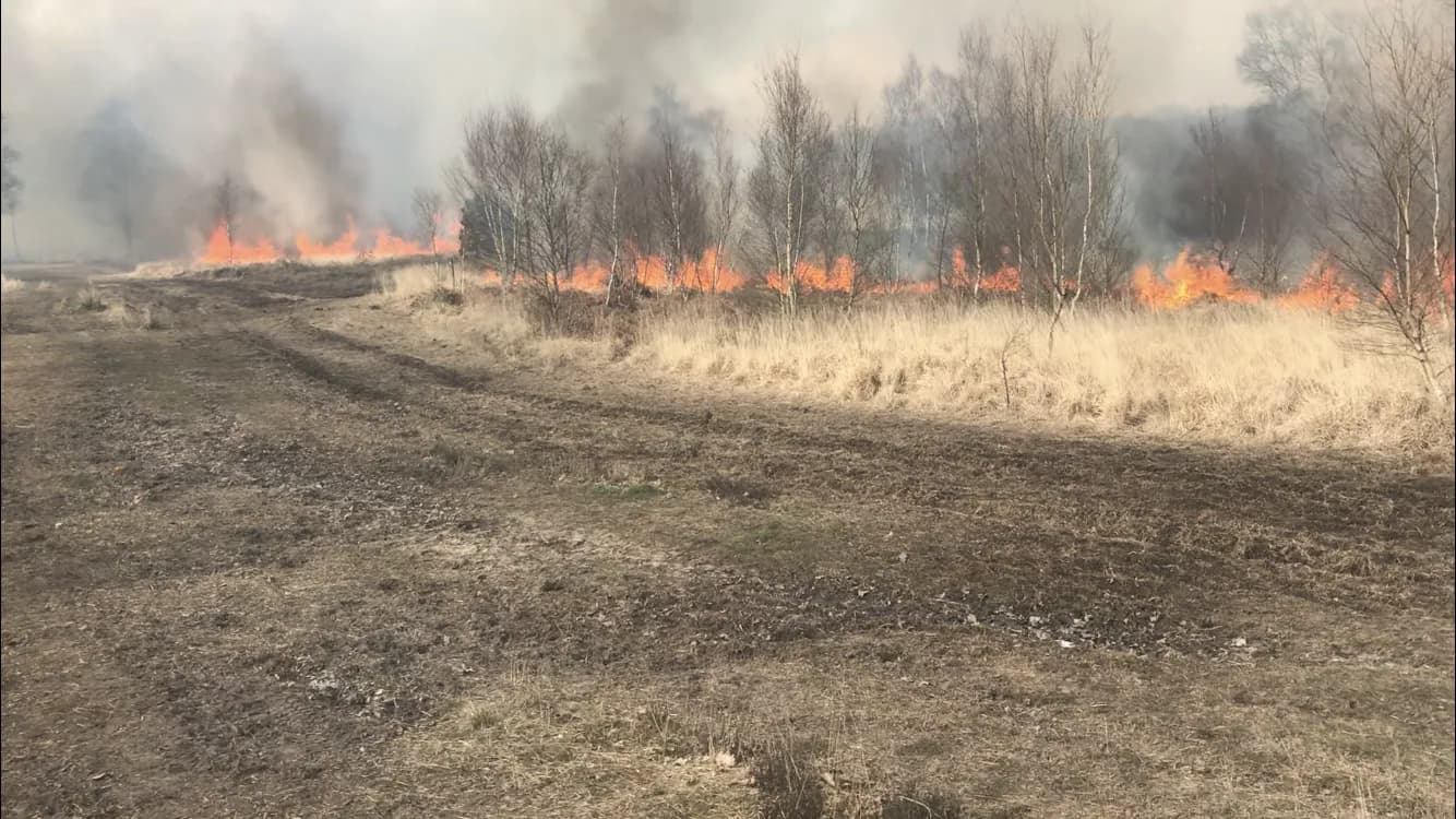 A long line of bright orange flames burns through dry grass and bushes, with thick grey smoke rising above the bare trees.