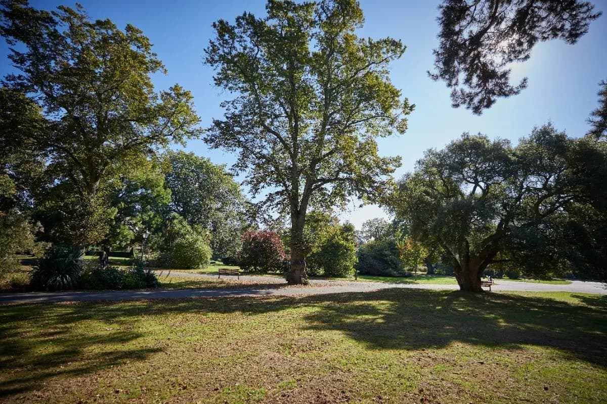 A wide shot of a park with lush green trees, some foliage beginning to turn brown, and a clear blue sky, casting shadows on the grass and paths.